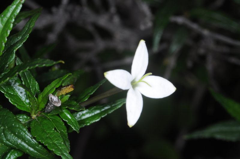 Heterophyllaea pustulata, photographed by aacocucci