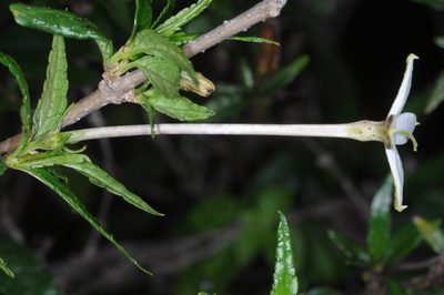 Heterophyllaea pustulata, photographed by aacocucci