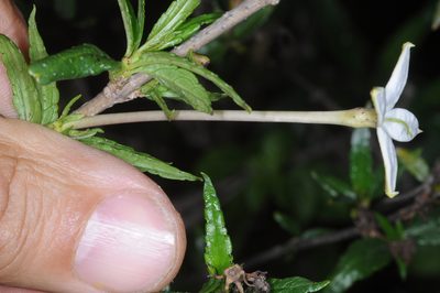 Heterophyllaea pustulata, photographed by aacocucci