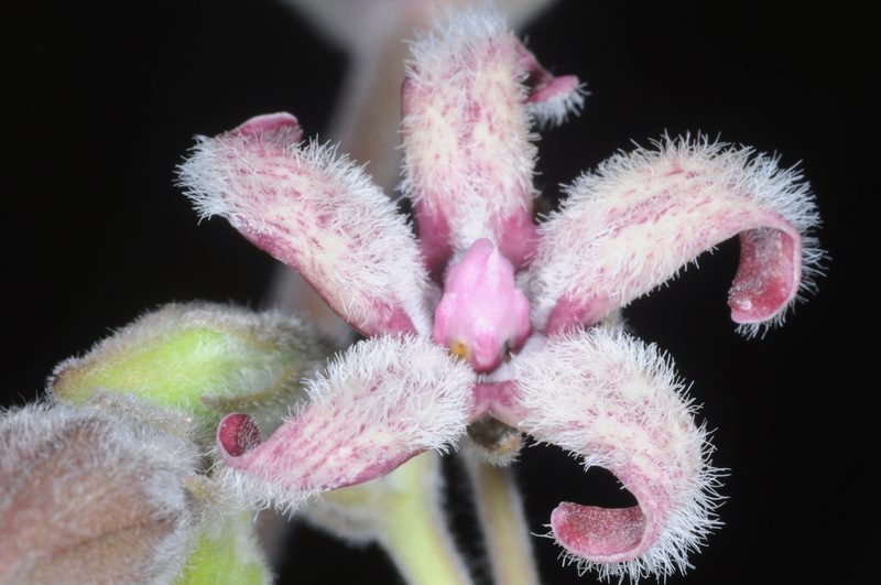Philibertia barbata, photographed by aacocucci