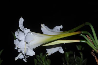 Hippeastrum argentinum, photographed by aacocucci