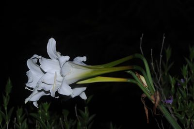 Hippeastrum argentinum, photographed by aacocucci