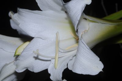 Hippeastrum argentinum, photographed by aacocucci