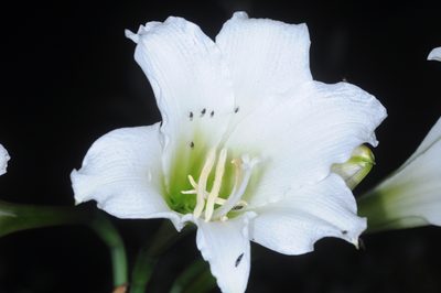 Hippeastrum argentinum, photographed by aacocucci