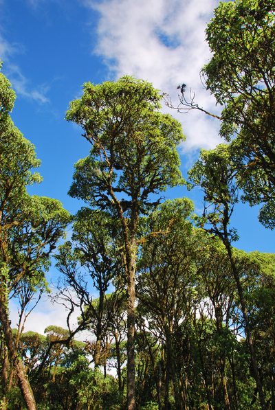 Scalesia pedunculata, photographed by William Stephens