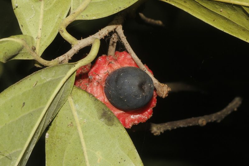 Licaria capitata, photographed by Juan Cruzado Cortés