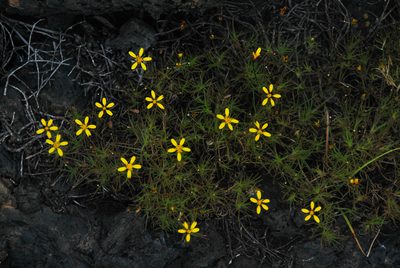 Pectis tenuifolia, photographed by William Stephens
