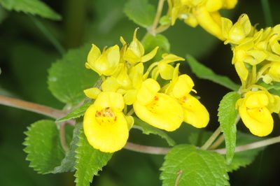 Calceolaria polyclada, photographed by aacocucci
