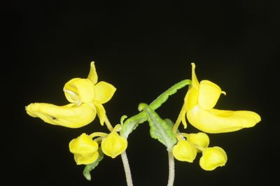 Calceolaria polyclada, photographed by aacocucci
