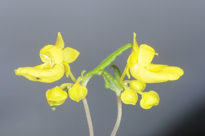 Calceolaria polyclada, photographed by aacocucci