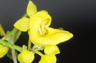 Calceolaria polyclada, photographed by aacocucci