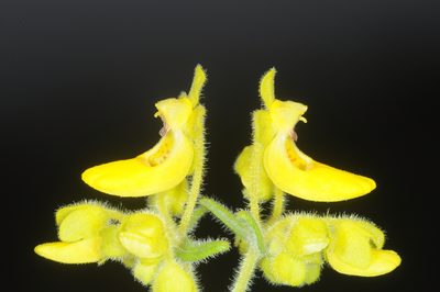 Calceolaria teucrioides, photographed by aacocucci