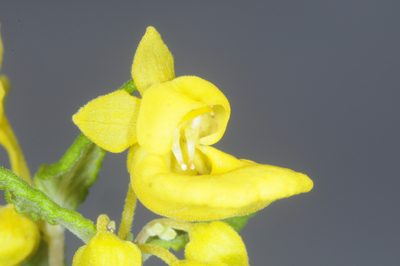 Calceolaria polyclada, photographed by aacocucci