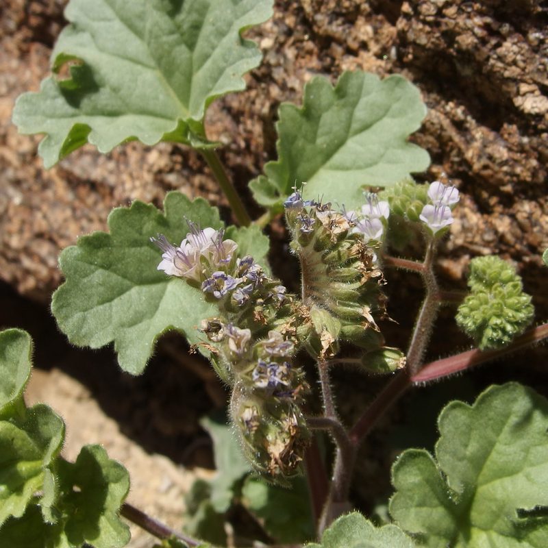 Phacelia pedicellata, photographed by Sue Carnahan
