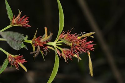 Justicia mirandae, photographed by Neptalí Ramírez Marcial