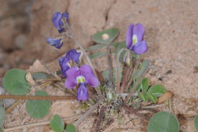Poissonia heterantha, photographed by aacocucci