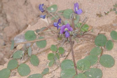Poissonia heterantha, photographed by aacocucci