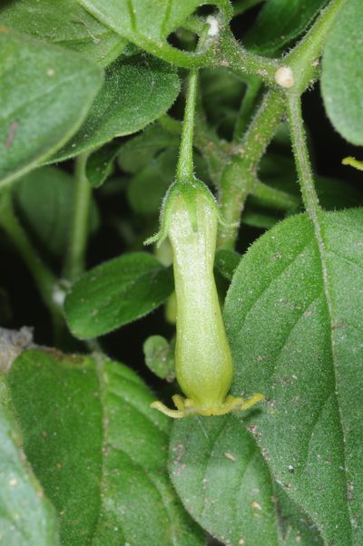 Salpichroa scandens, photographed by aacocucci
