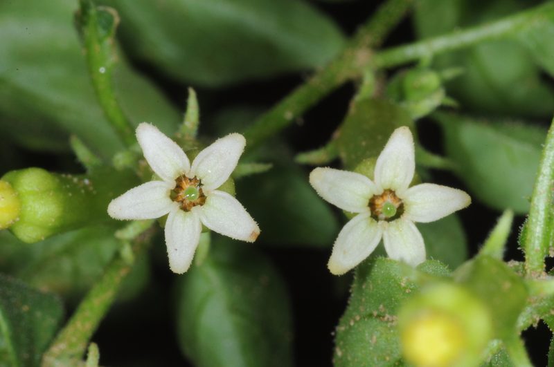 Salpichroa scandens, photographed by aacocucci