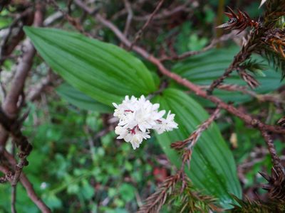 Maianthemum formosanum, photographed by 呂一起(Lyu yi-chi)