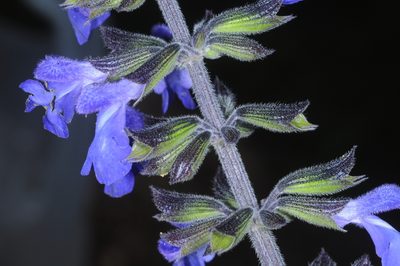 Salvia stachydifolia, photographed by aacocucci