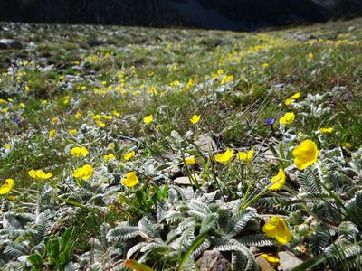 Argentina tugitakensis, photographed by 呂一起(Lyu yi-chi)