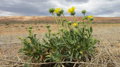 Grindelia chiloensis, photographed by Leonardo Bergamini