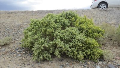 Atriplex lampa, photographed by Leonardo Bergamini