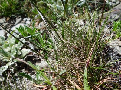 Festuca ovina, photographed by 呂一起(Lyu yi-chi)