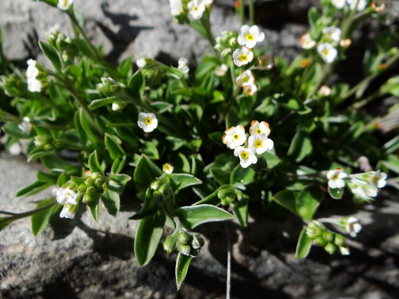 Trigonotis nankotaizanensis, photographed by 呂一起(Lyu yi-chi)