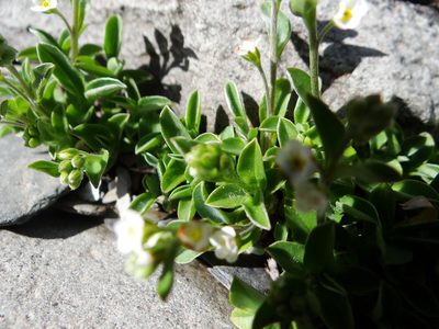 Trigonotis nankotaizanensis, photographed by 呂一起(Lyu yi-chi)
