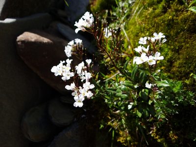Arabis serrata, photographed by 呂一起(Lyu yi-chi)