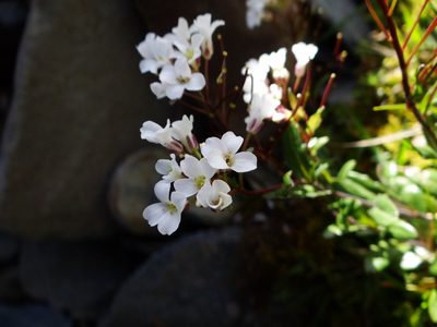 Arabis serrata, photographed by 呂一起(Lyu yi-chi)