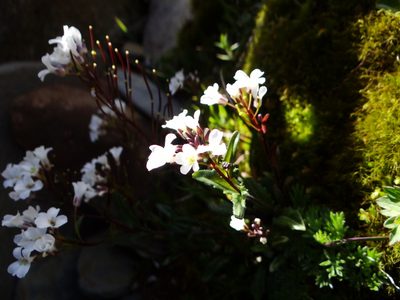 Arabis serrata, photographed by 呂一起(Lyu yi-chi)