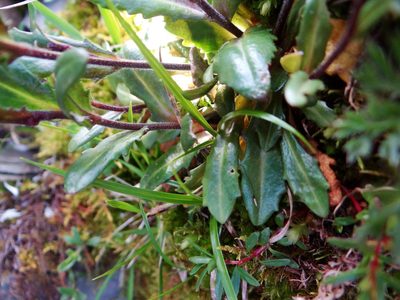 Arabis serrata, photographed by 呂一起(Lyu yi-chi)