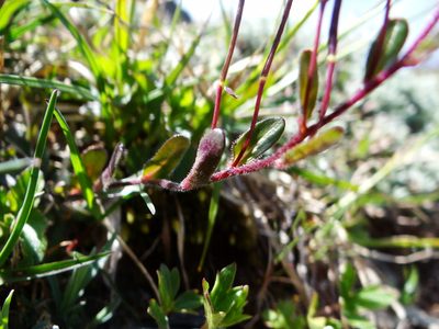 Arabis serrata, photographed by 呂一起(Lyu yi-chi)