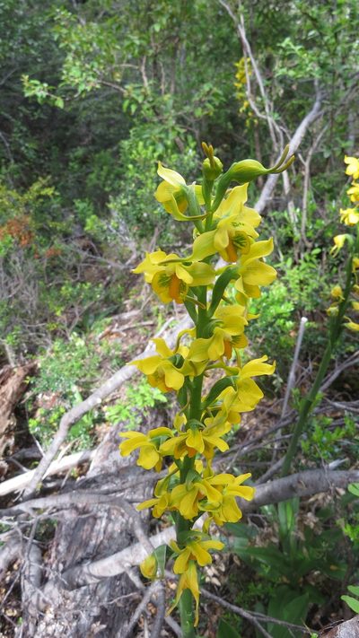 Gavilea odoratissima, photographed by Leonardo Bergamini