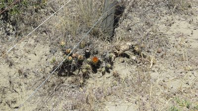 Maihueniopsis darwinii, photographed by Leonardo Bergamini