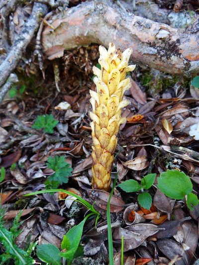 Xylanche himalaica, photographed by 呂一起(Lyu yi-chi)