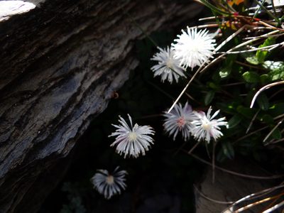Thalictrum rubescens, photographed by 呂一起(Lyu yi-chi)