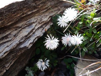 Thalictrum rubescens, photographed by 呂一起(Lyu yi-chi)