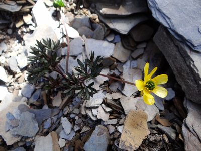 Ranunculus morii, photographed by 呂一起(Lyu yi-chi)