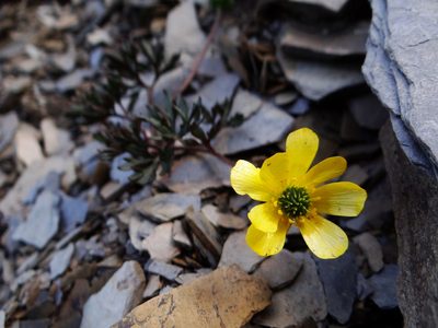 Ranunculus morii, photographed by 呂一起(Lyu yi-chi)