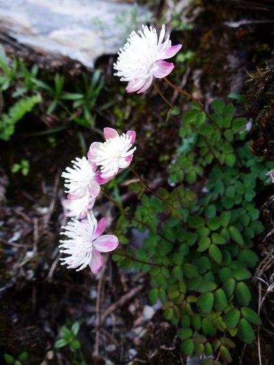 Thalictrum rubescens, photographed by 呂一起(Lyu yi-chi)