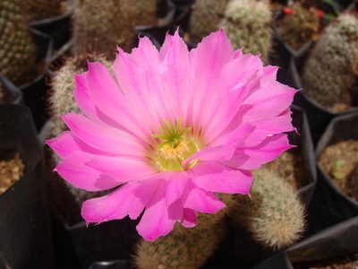 Echinocereus sciurus, photographed by Alexis López Hernández