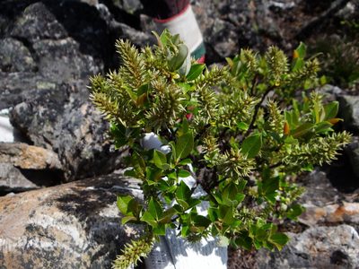 Salix taiwanalpina, photographed by 呂一起(Lyu yi-chi)