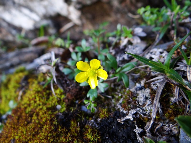 Ranunculus nankotaizanus, photographed by 呂一起(Lyu yi-chi)