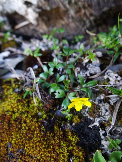 Ranunculus nankotaizanus, photographed by 呂一起(Lyu yi-chi)