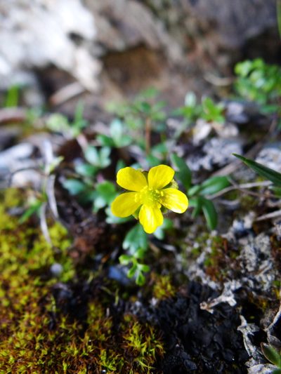 Ranunculus nankotaizanus, photographed by 呂一起(Lyu yi-chi)