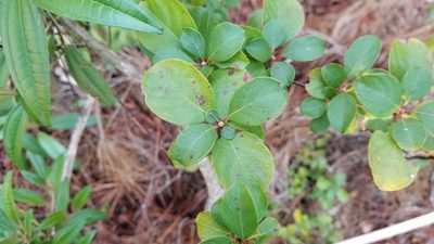 Guettarda elliptica, photographed by Michelle Sevcovas